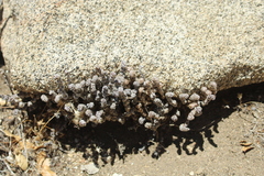 Myriopteris covillei