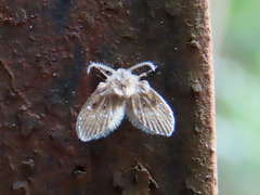 Clogmia albipunctata