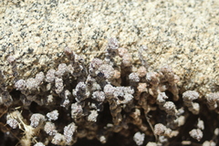 Myriopteris covillei