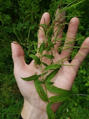 Epilobium coloratum