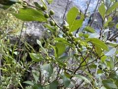 Aronia