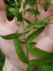 Epilobium coloratum