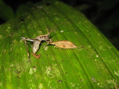 Neuroptera