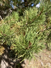Pinus contorta