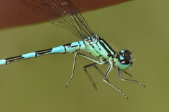Coenagrion resolutum