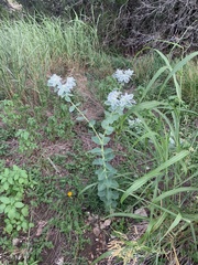 Euphorbia marginata