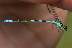 Coenagrion resolutum