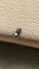 Phidippus borealis