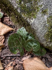 Pyrola americana