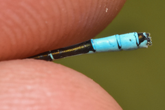 Coenagrion resolutum