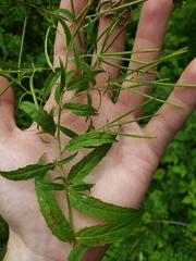 Epilobium coloratum