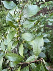 Aronia