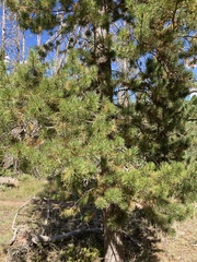 Pinus contorta