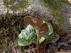 Pyrola americana
