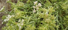 Echinophora spinosa
