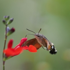 Macroglossum stellatarum