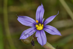 Sisyrinchium