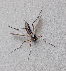 Ptychoptera contaminata