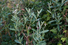 Cirsium arvense vestitum