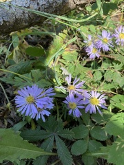 Symphyotrichum