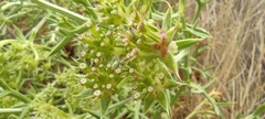 Echinophora spinosa