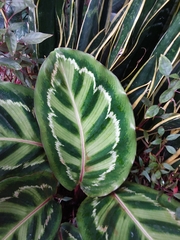 Goeppertia roseopicta