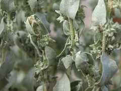 Atriplex argentea hillmanii
