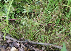 Cyperus bipartitus