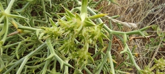 Echinophora spinosa