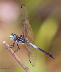 Cannaphila insularis