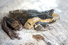 Trachycephalus typhonius