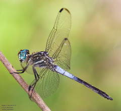 Cannaphila insularis