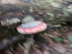 Ischnoderma resinosum