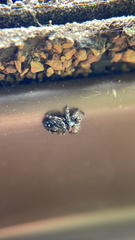 Phidippus borealis