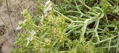 Echinophora spinosa