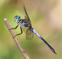 Cannaphila insularis
