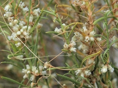 Cuscuta denticulata