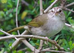 Arremonops rufivirgatus