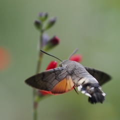 Macroglossum stellatarum