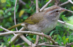 Arremonops rufivirgatus