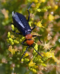 Lytta vulnerata