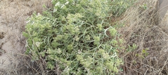 Echinophora spinosa