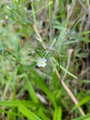 Epilobium leptophyllum