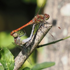 Sympetrum striolatum