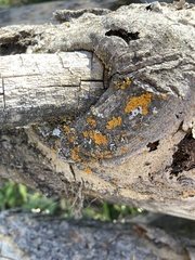 Polycauliona polycarpa