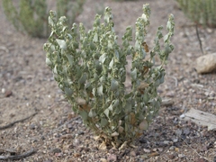 Atriplex argentea hillmanii