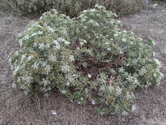 Echinophora spinosa