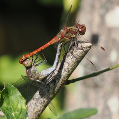 Sympetrum striolatum