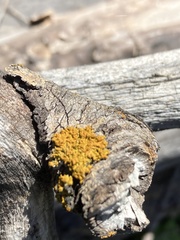 Polycauliona polycarpa