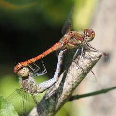 Sympetrum striolatum